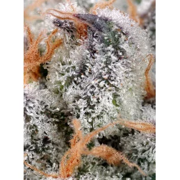 Sweet Cheese - Sweet Seeds  - fem - terpeny