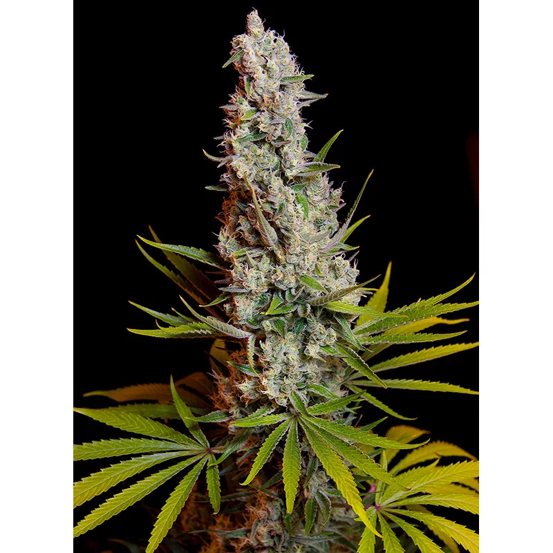 Sweet Cheese - Sweet Seeds  - fem. květ