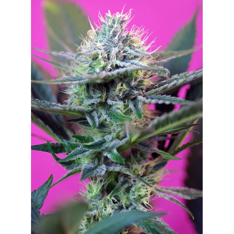 + Speed Auto - Sweet Seeds - autoflowering