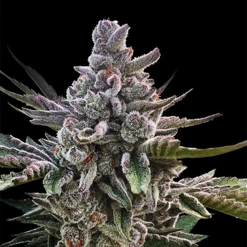 Açai Jelly by Sherbinskis – Silent Seeds