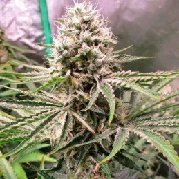 Amnesia Lemon – palice