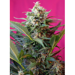 Big Devil XL Auto® – Sweet Seeds (květ)
