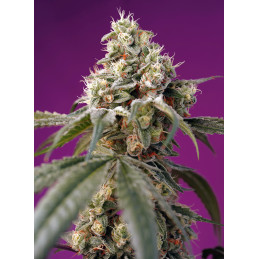 Bruce Banner Auto® – květy a struktura rostliny (autoflower)