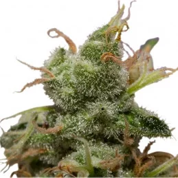 ICE - Royal Queen Seeds - feminizovaná semínka konopí