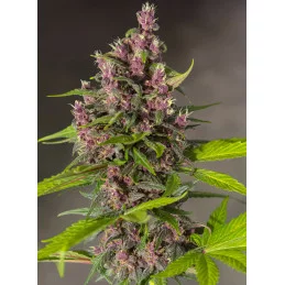 Bloody Skunk Auto® – fialové květy venku