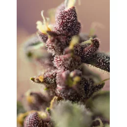 Bloody Skunk Auto® – terpeny