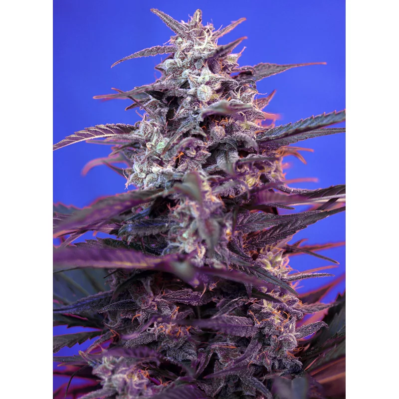 Bloody Skunk Auto® – fialové květy