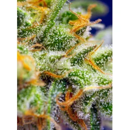 Crystal Candy XL Auto Sweet Seeds – terpeny