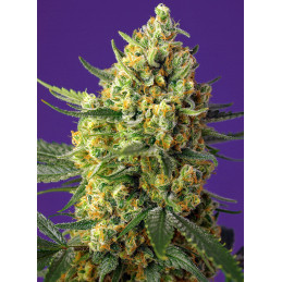 Crystal Candy XL Auto Sweet Seeds – rostlina