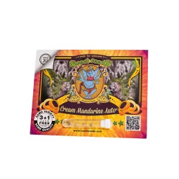 Cream Mandarine Auto Sweet Seeds – obal 3+1semen zdarma