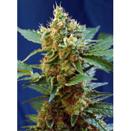 Cream Mandarine XL Auto® – detail květů a pryskyřice