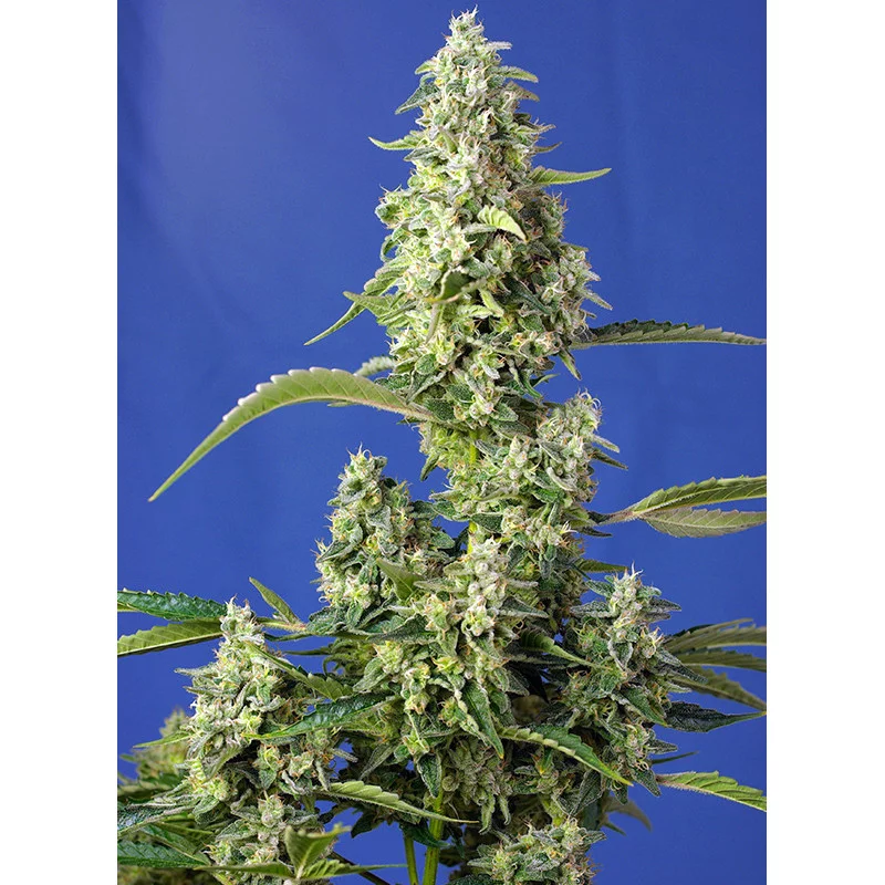 Gorilla Girl XL Auto® – detail květů (autoflower)
