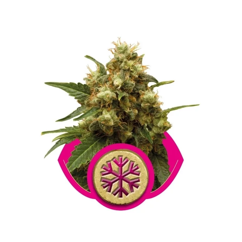 ICE - Royal Queen Seeds - feminizovaná semínka konopí