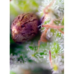 Killer Kush Auto® – detail semene a trichomů (autoflower)