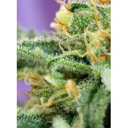 Killer Kush Auto® – detail  trichomů (autoflower)