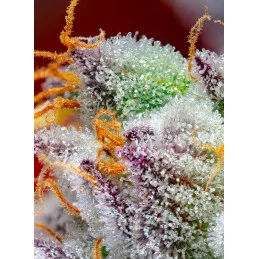 Red Gorilla Girl XL Auto® - Sweet Seeds - terpeny