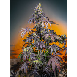 Red Gorilla Girl XL Auto® - Sweet Seeds - rostlina