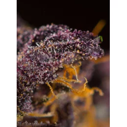 Red Poison Auto - Sweet Seeds - terpeny
