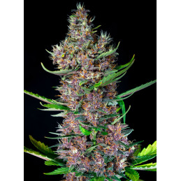 Red Poison Auto - Sweet Seeds - rostlina