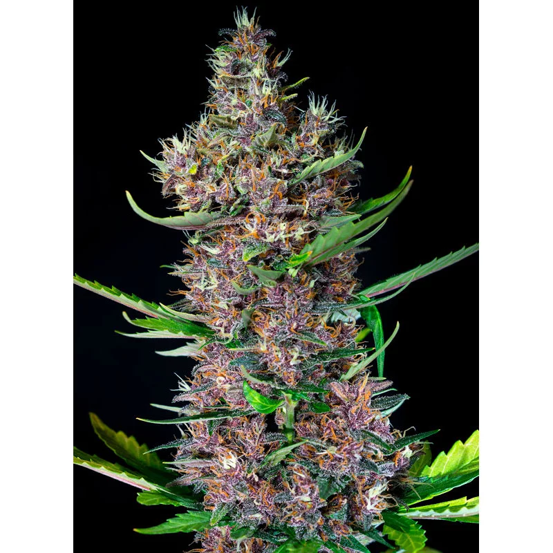 Red Poison Auto - Sweet Seeds - rostlina