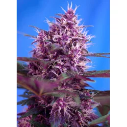 Red Poison Auto - Sweet Seeds - květ