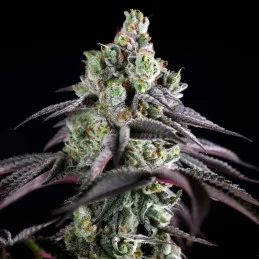 B-45 by Booba – palice (bud) – Silent Seeds | INDICA