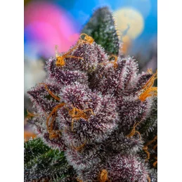 Red Strawberry Banana Auto® - Sweet Seeds - terpeny
