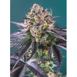 Red Strawberry Banana Auto® - Sweet Seeds - květ