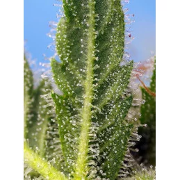 Runtz XL Auto® - Sweet Seeds - terpeny