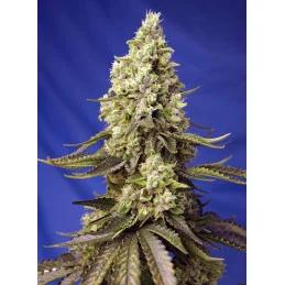 Runtz XL Auto® - Sweet Seeds - květ