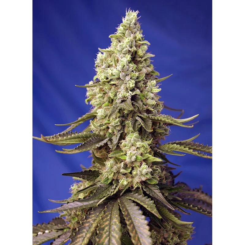 Runtz XL Auto® - Sweet Seeds - květ