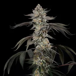 Cherry Essence Silent Seeds – květ palice
