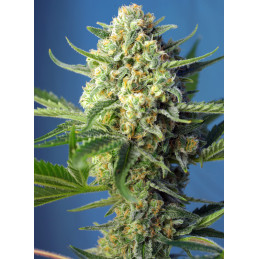 S.A.D.Sweet Afgani Delicous  Auto - Sweet Seeds - květ