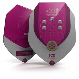 ICE - Royal Queen Seeds - feminizovaná semínka konopí