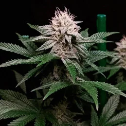 Cookielato Silent Seeds – detail palice