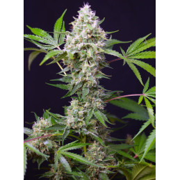 Sweet Amnesia Haze XL Auto® - Sweet Seeds - rostlina