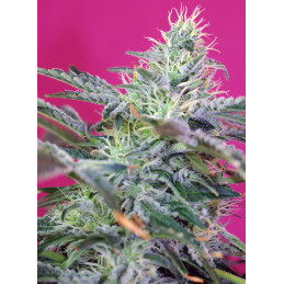 Sweet Cheese Auto - Sweet Seeds - autoflowering - květ