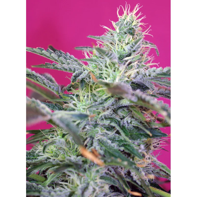 Sweet Cheese Auto - Sweet Seeds - autoflowering - květ