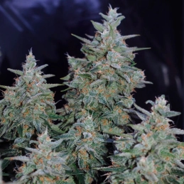 Critical Jack Silent Seeds – palice a struktura květů