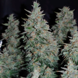 Critical Jack Silent Seeds – palice a struktura květů