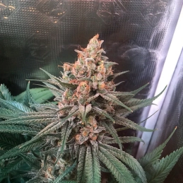 Critical Jack Silent Seeds – palice a struktura květů