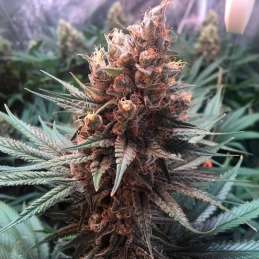 Critical Jack Silent Seeds – palice a struktura květů