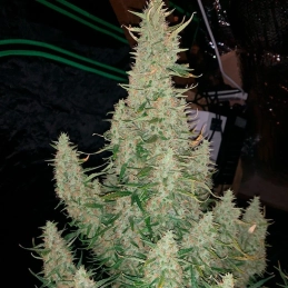 Critical Jack Silent Seeds – rostlina během květu