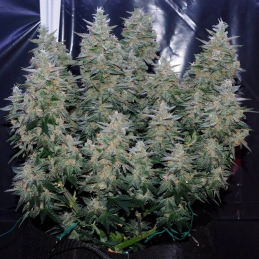Critical Jack Silent Seeds – rostlina během květu