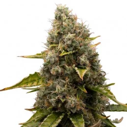 White Widow - Royal Queen Seeds - feminizovaná semínka konopí