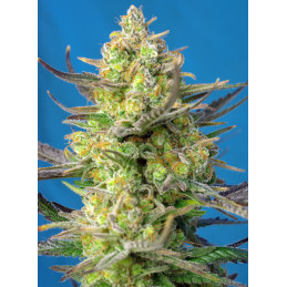 Sweet Cheese XL Auto® - Sweet Seeds - květ