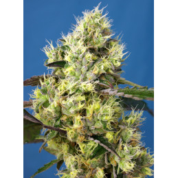 Sweet Gelato Auto® - Sweet Seeds - rostlina