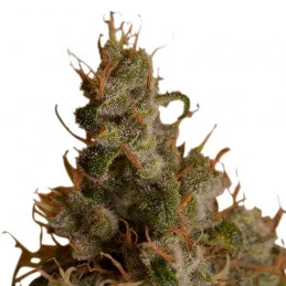 White Widow - Royal Queen Seeds - feminizovaná semínka konopí