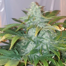 Critical Mango Silent Seeds – palice a struktura květů