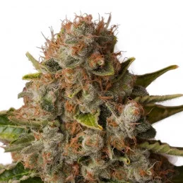 White Widow - Royal Queen Seeds - feminizovaná semínka konopí